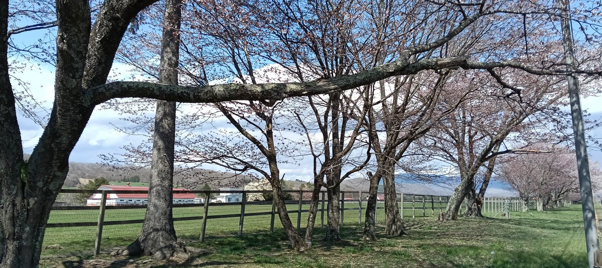 sakaphoto2's tweet photo. 二十間道路桜並木 | 北海道新ひだか町にて 2026/04 #2 https://t.co/5iobgzjrKy