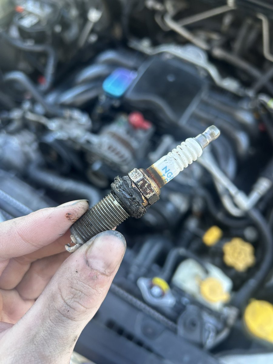 bitchassdeer . tweet media