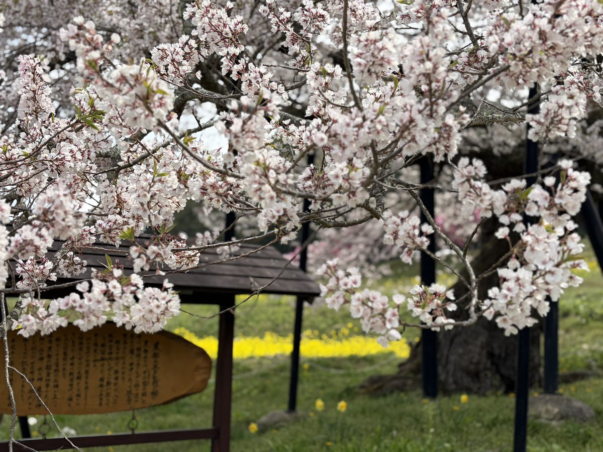 KSnotw's tweet photo. もうすぐ4月とお別れだ…

今年も綺麗な桜を咲かせてくれてありがとう🌸
 #長野 #信州 #高山村 #黒部 #黒部のエドヒガン桜 #桜 #日本の風景 #春 https://t.co/fmYupEl8ql