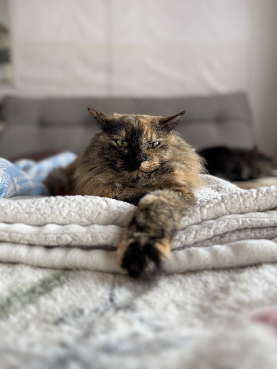 圧倒的余裕感を醸し出しているうちの猫を見てくれませんか