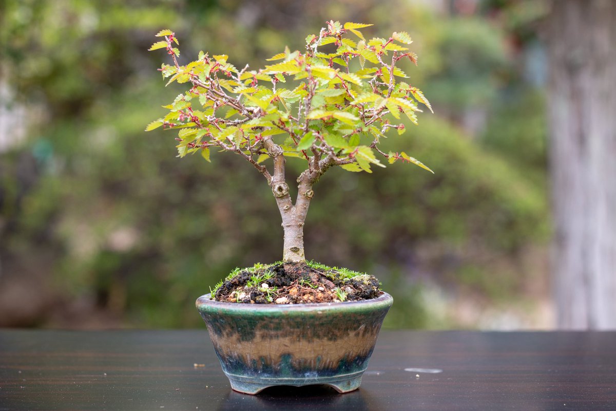 shioribonsai's tweet photo. 実生で15年くらいのケヤキ盆栽。
冬枯れしやすい個体ですが、今年は無事でした。 https://t.co/vWW5UB5IJi