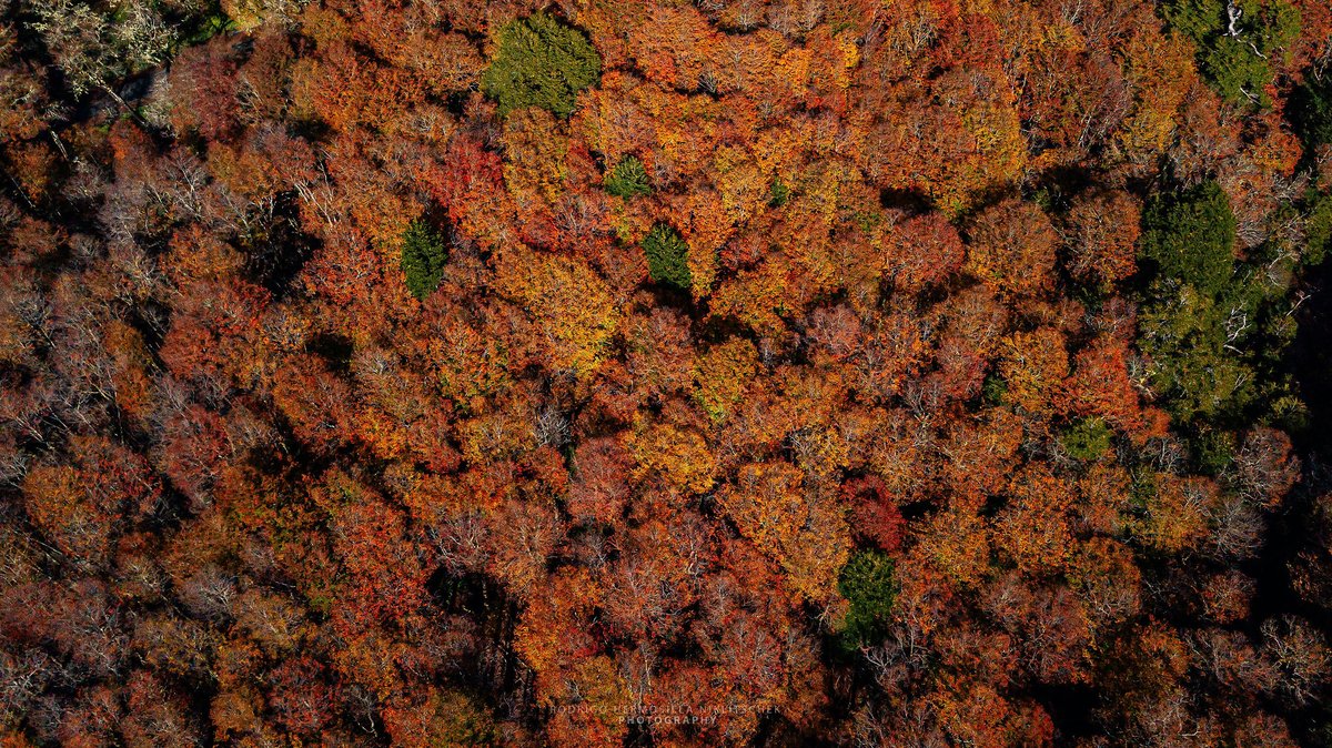 temucotv's tweet image. Ruta #Lagos y #Volcanes: El espectáculo de la naturaleza, el otoño más impactante está en el sur de #Chile temucotelevision.cl