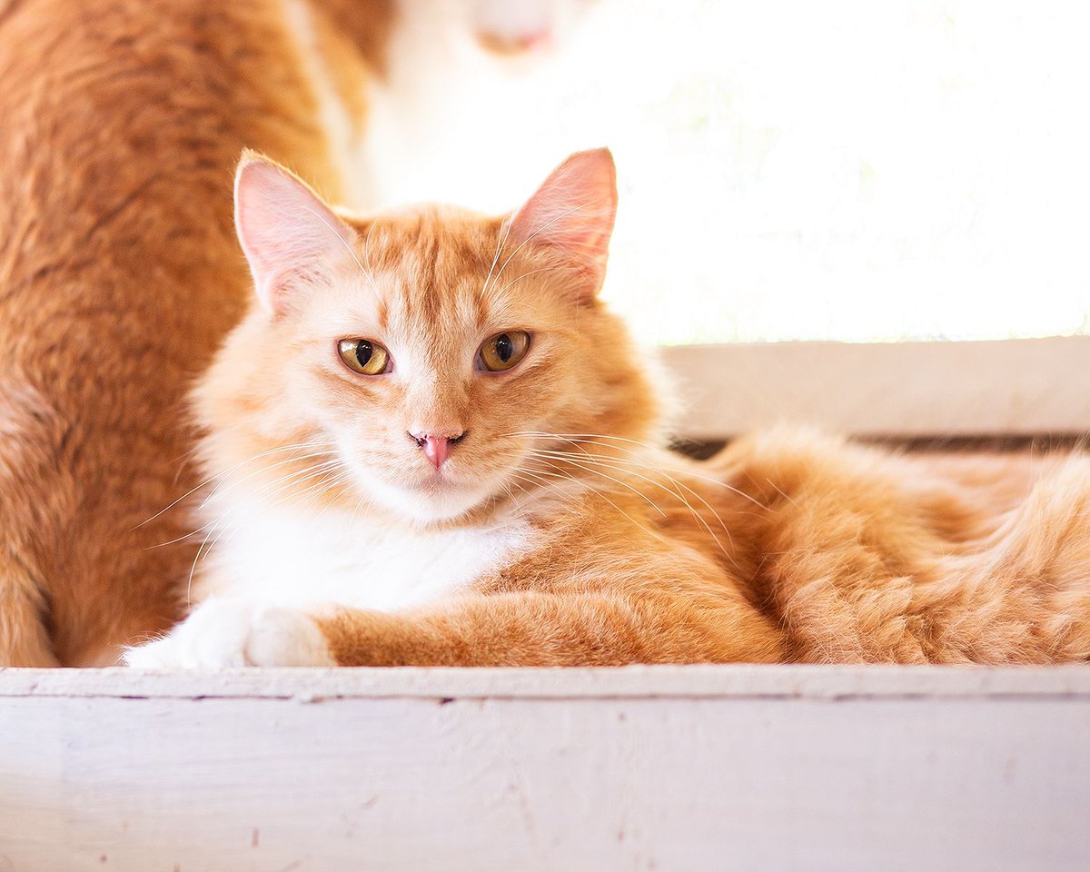 WishesRescue's tweet photo. GARFIELD is perfect.

LASAGNA would like you to please go away.

This VERY bonded duo is going to need a special home that will love them both, even when Lasagna hides. He loves treats, and to play, he just doesn't love being pet! Adopt these beautiful boys in #Tucson. https://t.co/xBuw9Hcmv1