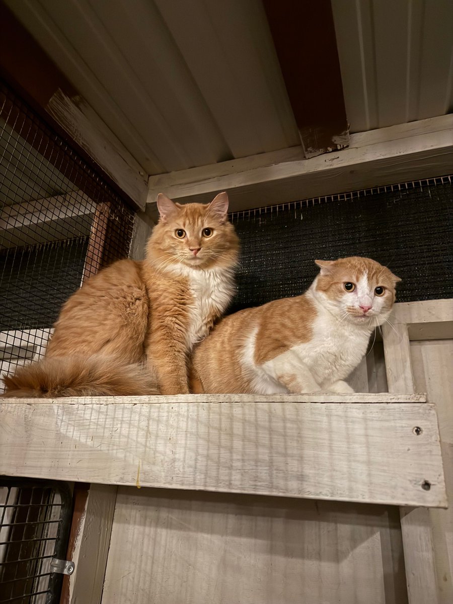 WishesRescue's tweet photo. GARFIELD is perfect.

LASAGNA would like you to please go away.

This VERY bonded duo is going to need a special home that will love them both, even when Lasagna hides. He loves treats, and to play, he just doesn't love being pet! Adopt these beautiful boys in #Tucson. https://t.co/xBuw9Hcmv1