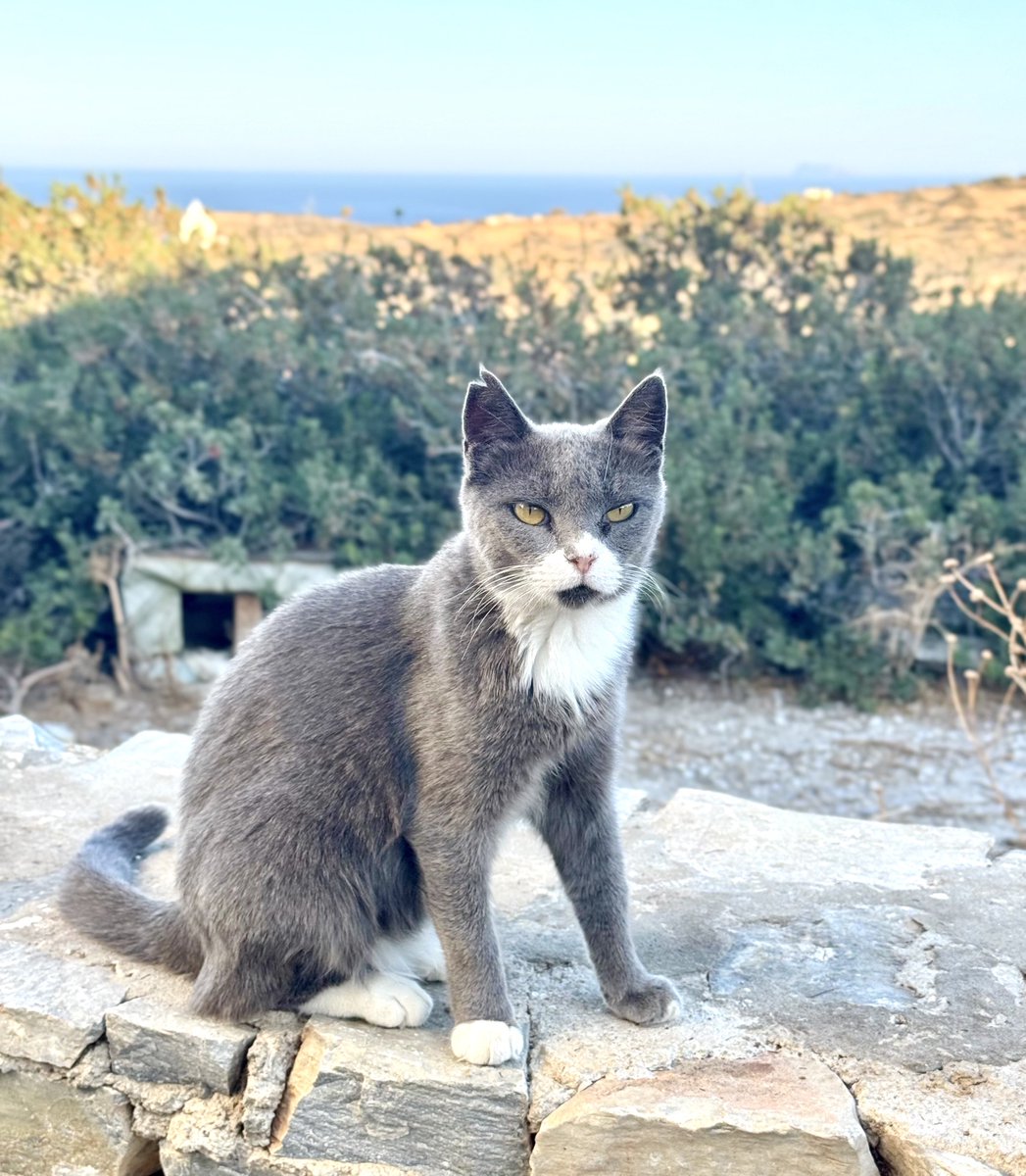 CatsofIraklia's tweet image. Meet Whiskey, a shy spayed female who lives on this tiny Greek island in the Cyclades where our kind volunteer and nurse Kia cares for the Aegean #Cats 
You can help the #cats by making a small donation to fund vital medicines, neutering and food. Purr!
gofundme.com/f/cats-of-irak…