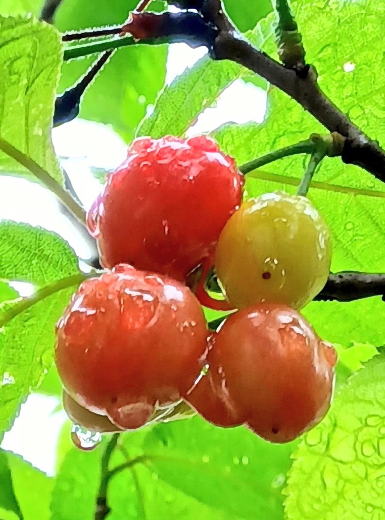 みやちん tweet media