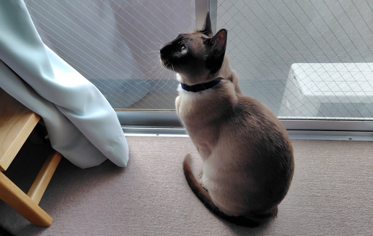 kisuke170328's tweet photo. おはようござ��ます🐾
今朝のモチモチなキスケです。かわいい😊 https://t.co/kHcS7vtQ2i