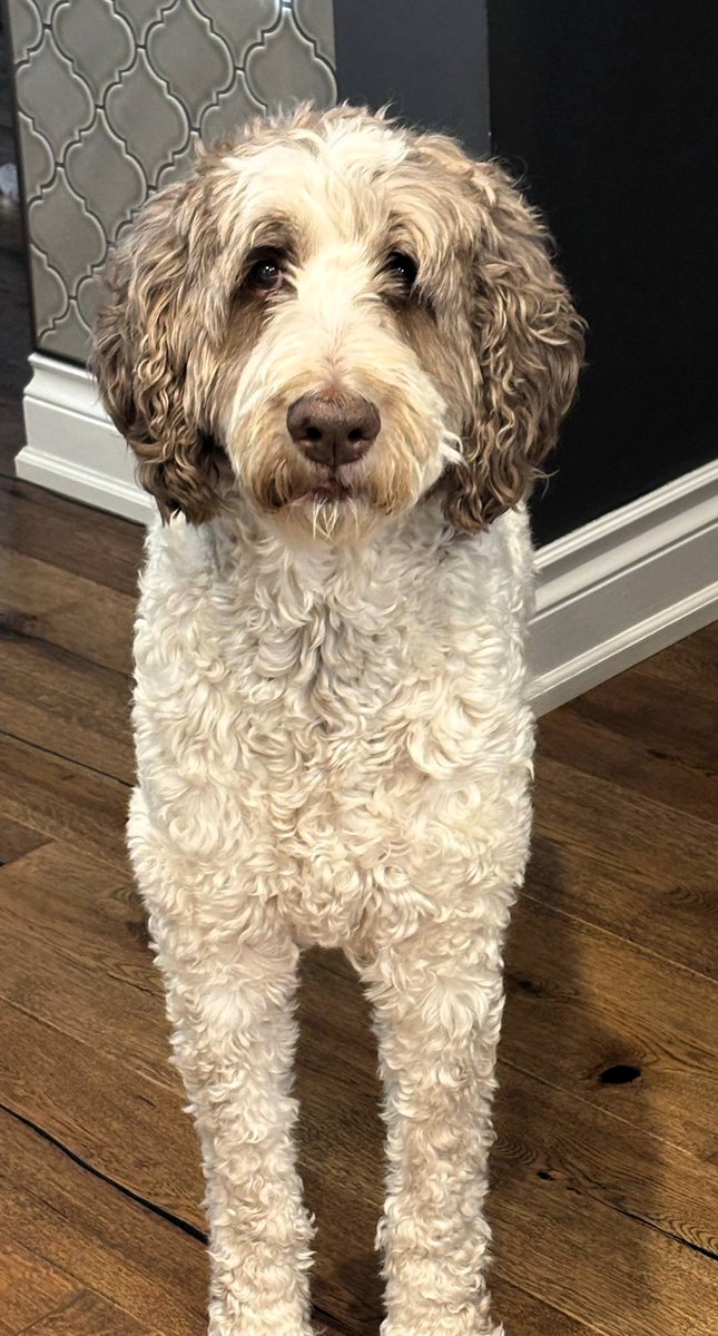 DoodleNessa's tweet photo. What did the lawyer name his dogs?
Sue + Bail-ey 🤭
#DogJokes
#DogsOfX https://t.co/HMsDfX0ksF