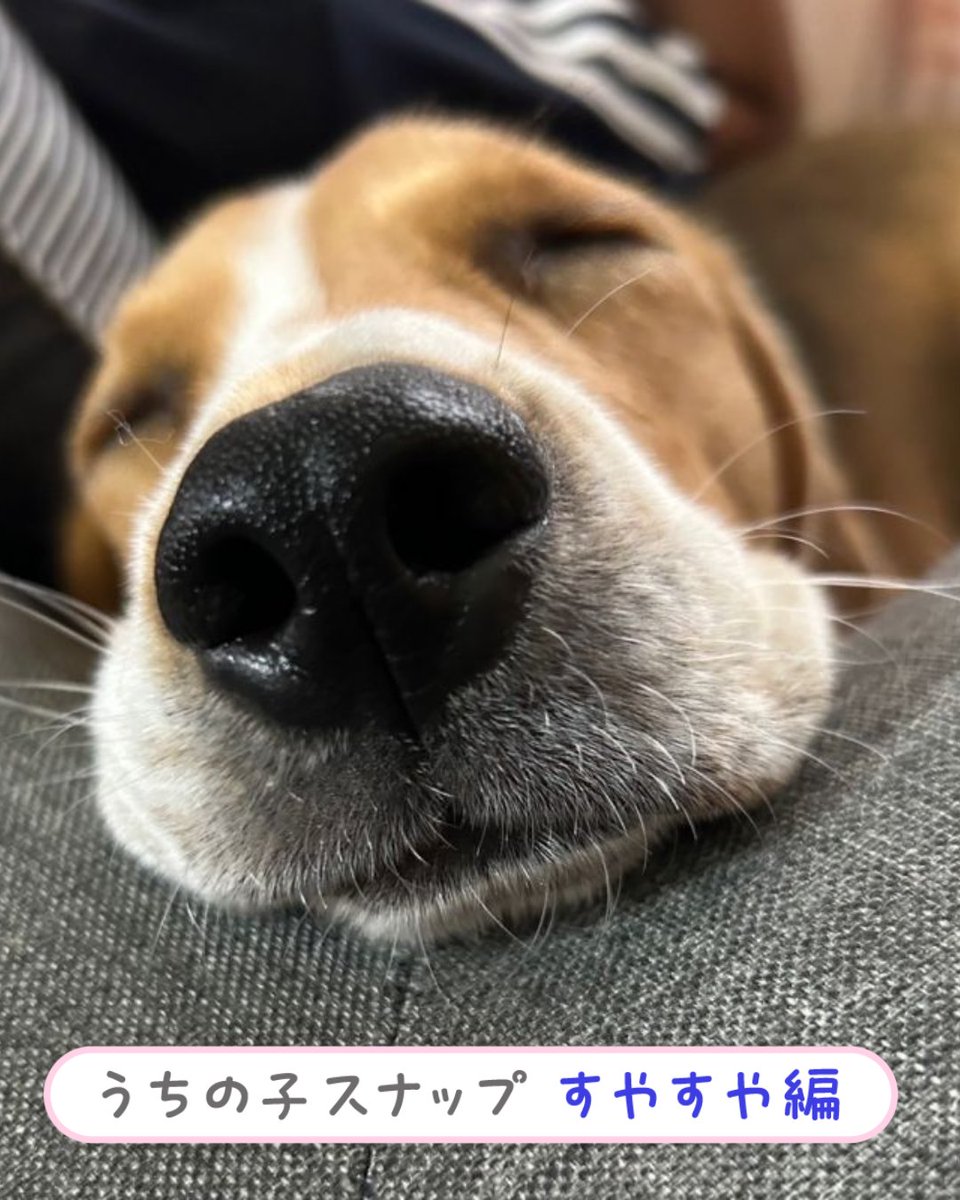 ペット保険の第一アイペット tweet media