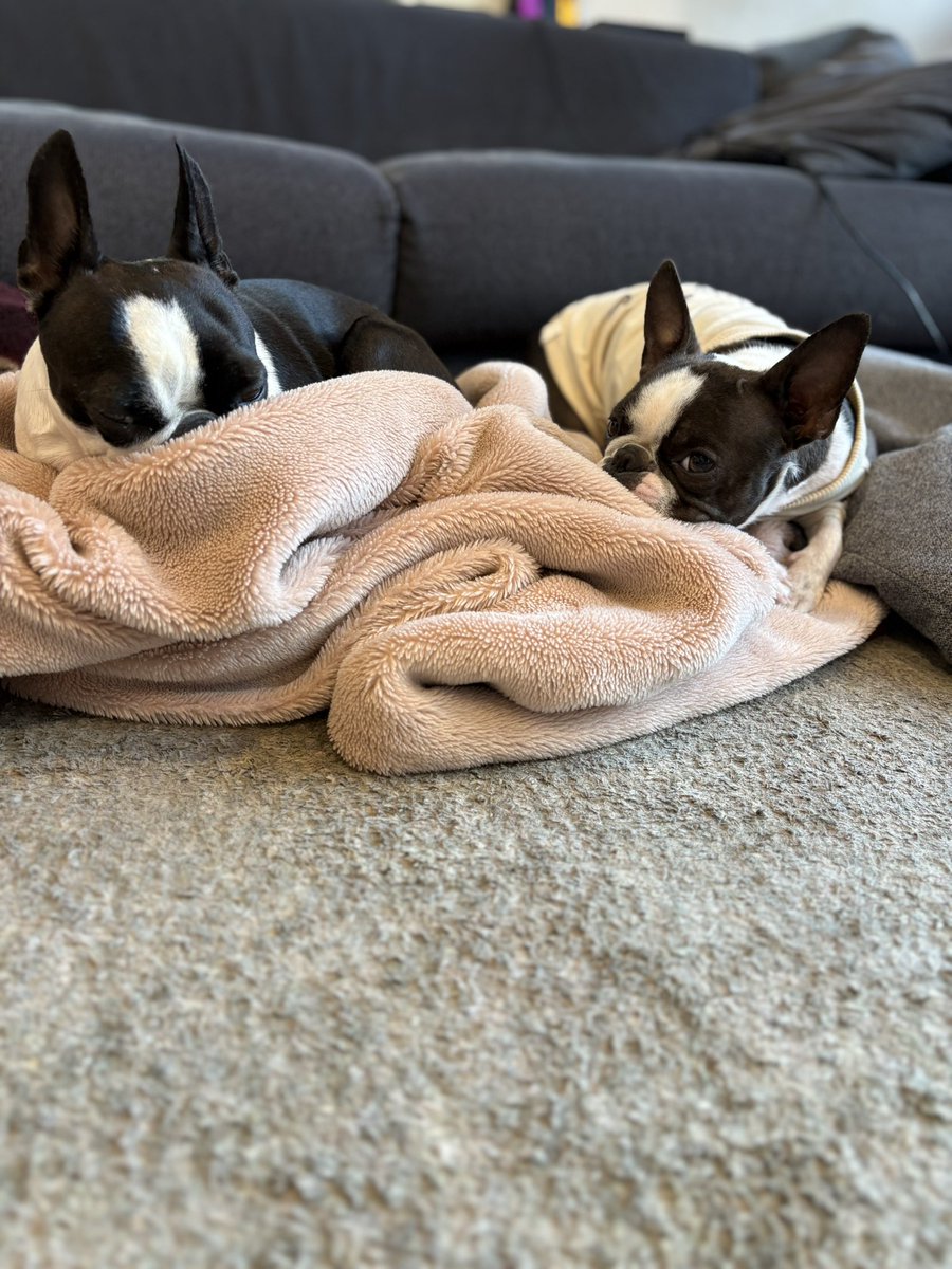 ちーず tweet media