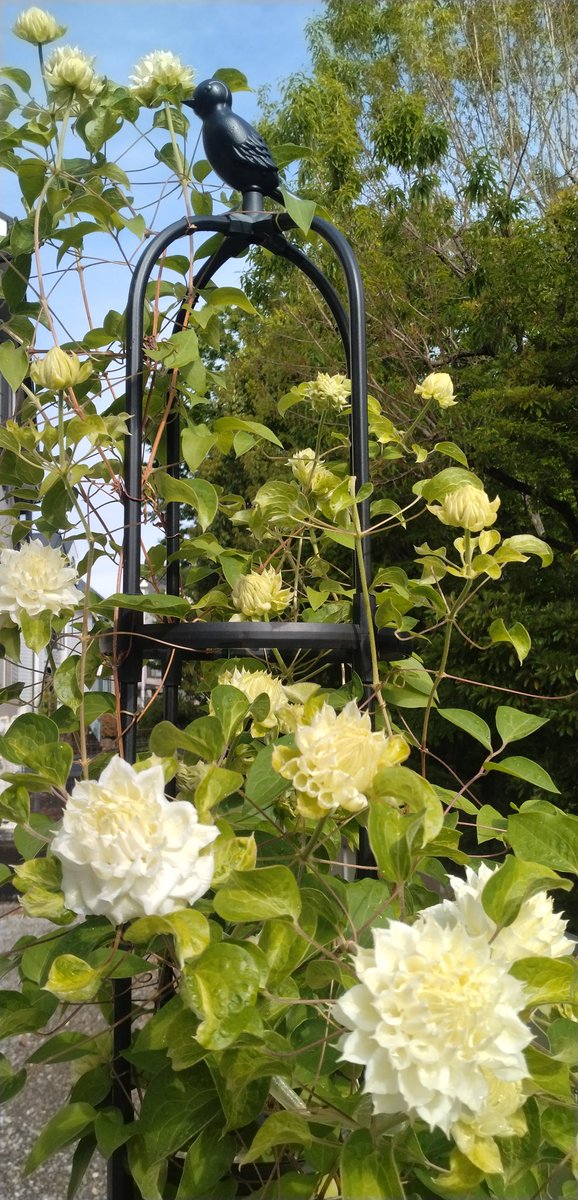 saarukochan's tweet photo. ダッチェス・オブ・エジンバラの花が沢山つきました。
うちに来たときは50cm程でしたが2m近くに✨ https://t.co/MmAKLi7OYJ