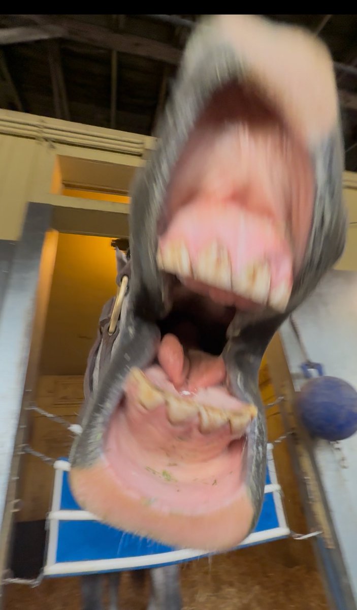 Adrianne DeVaux tweet media