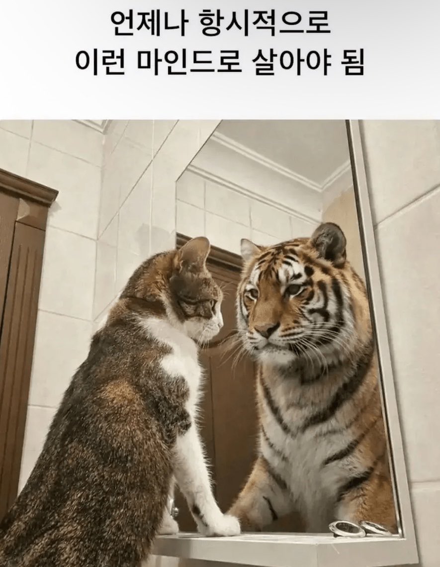 캣츠파파 tweet media