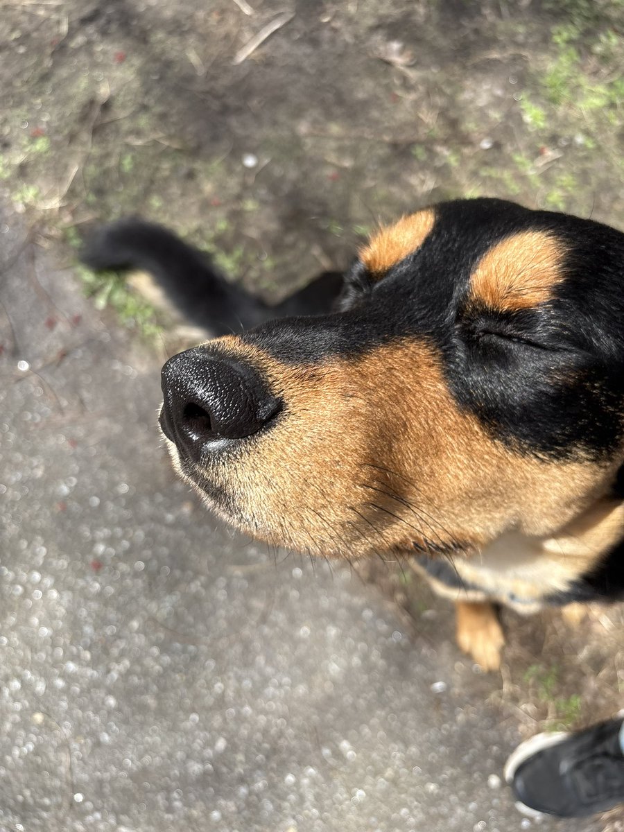 Levi | Axolotl VTuber 🩵 tweet media