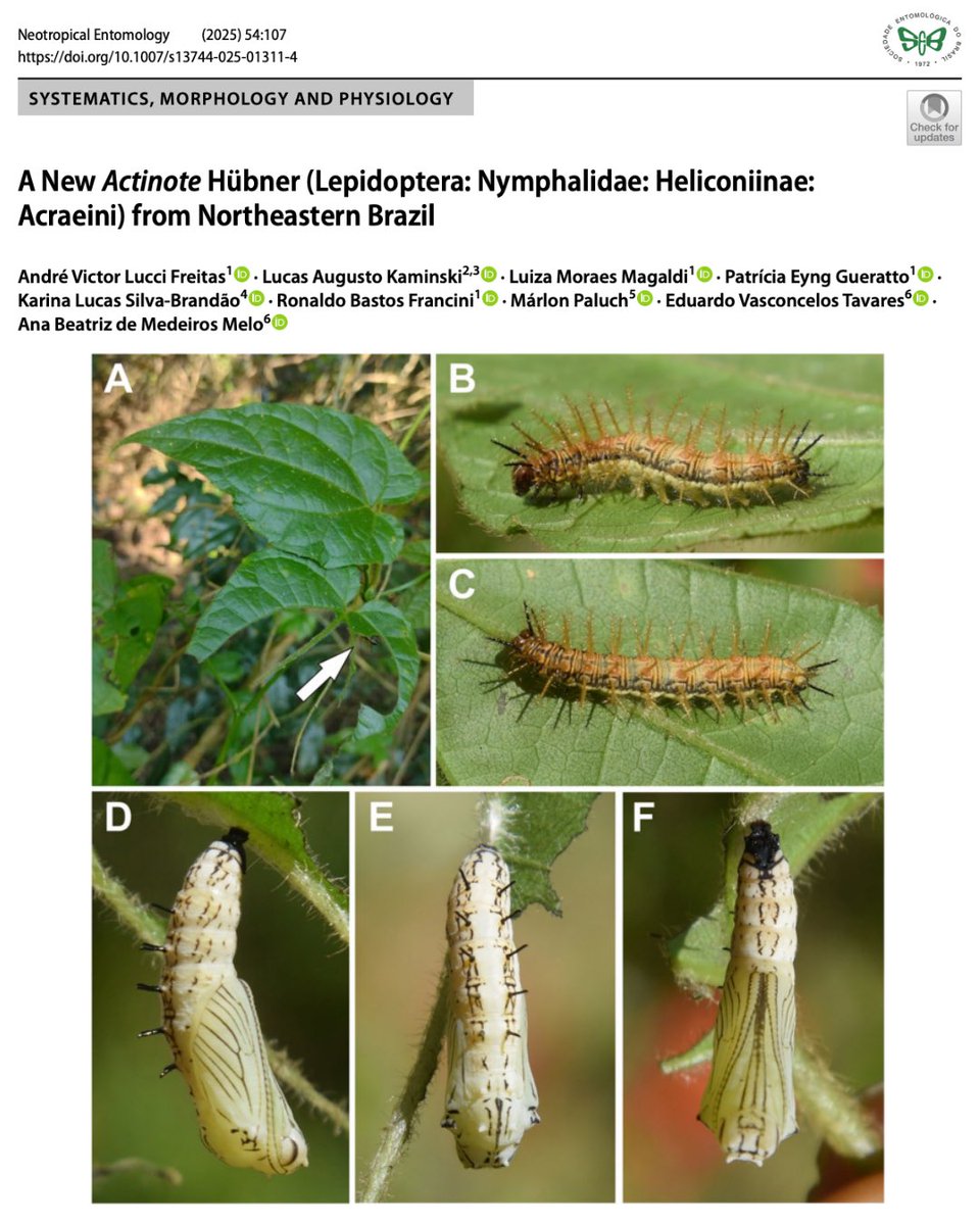 Neotropical Entomology tweet media