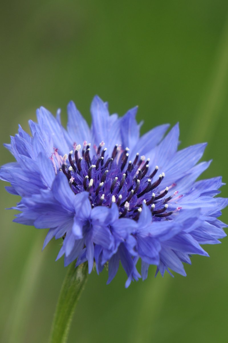 gontanokoneroku's tweet image. Cornflower 🤗 

#Cornflower #Photography #Flowers