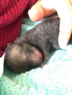 Oh— this is not real. This can’t be. Oh god, oh god— Viki baby please hold my face I’m about to— 

AUUUUU….