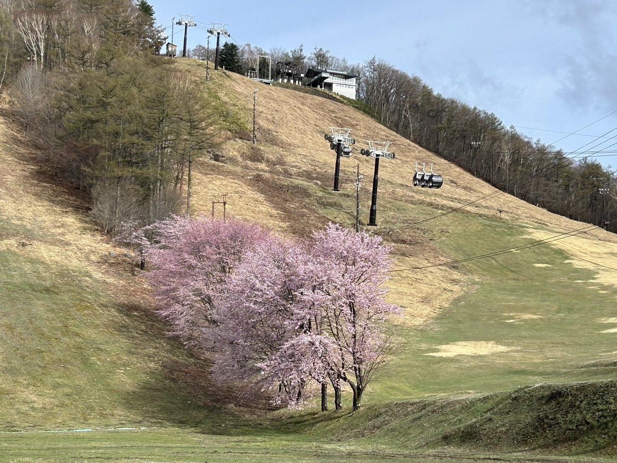 草津温泉スキー場 tweet media