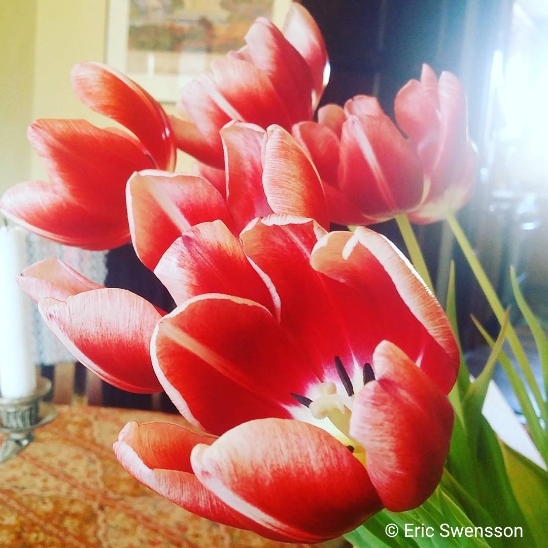 ericschurchnst8's tweet image. And I am praying to God on high,
And I am praying Him night and day,
For a little house - a house of my own
Out of the wind's and the rain's way.

Full poem link in comments.
#home