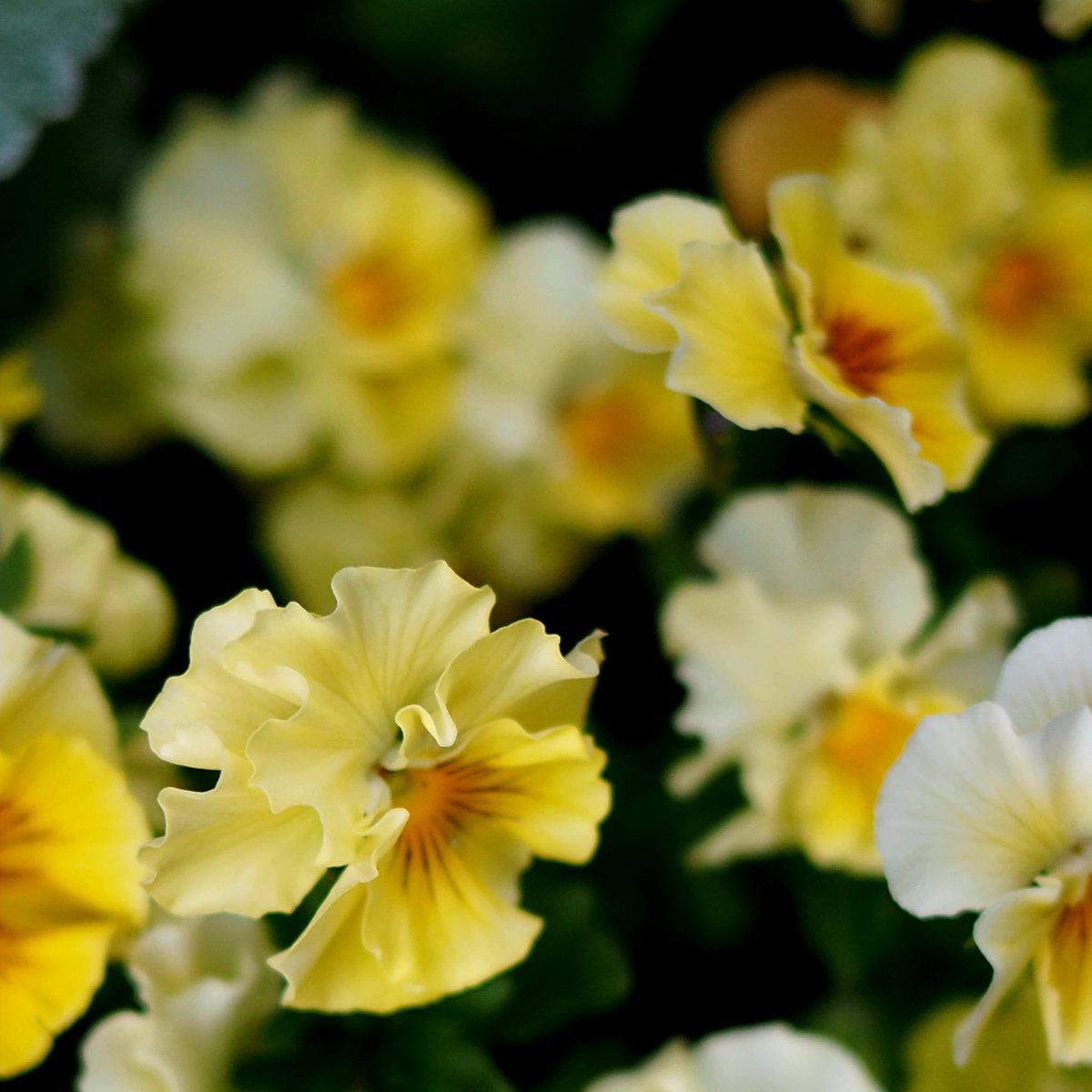 𓏸𓈒花凛𓈒𓏸…˖*֒ tweet media