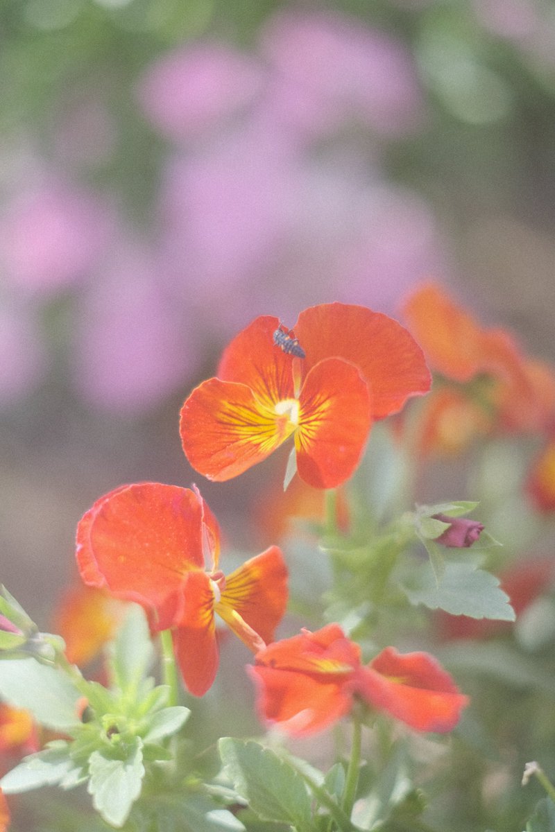 momochaaanmac's tweet photo. 💐
#花 #Flower
#X_Pro3 #fujifilm_xseries
#写真好きな人と繋がりたい https://t.co/CRHMEDeK9I