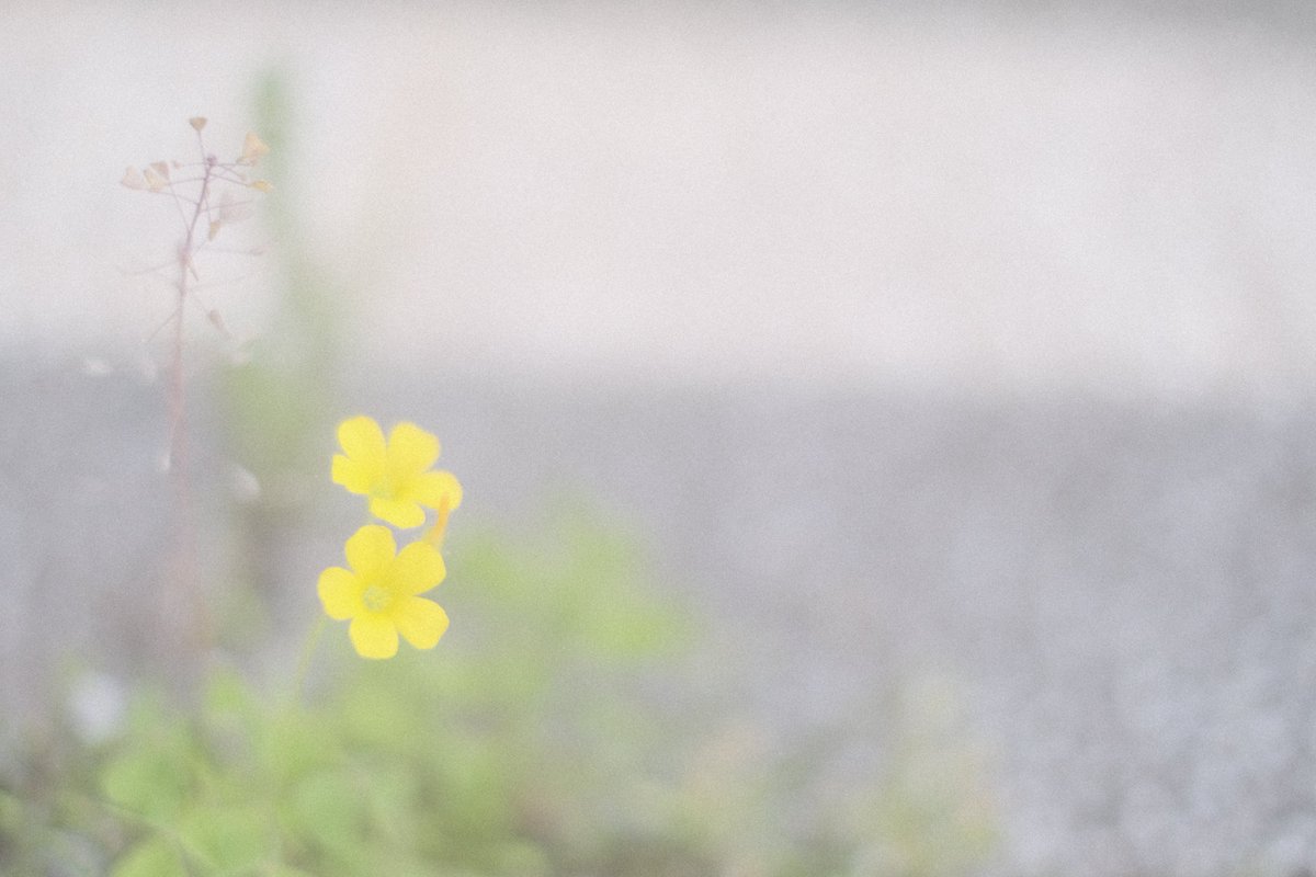 momochaaanmac's tweet photo. 💐
#花 #Flower
#X_Pro3 #fujifilm_xseries
#写真好きな人と繋がりたい https://t.co/CRHMEDeK9I