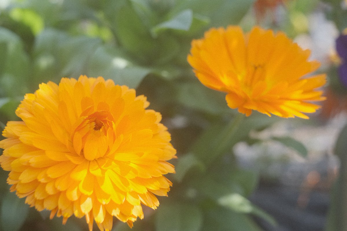 momochaaanmac's tweet photo. 💐
#花 #Flower
#X_Pro3 #fujifilm_xseries
#写真好きな人と繋がりたい https://t.co/CRHMEDeK9I