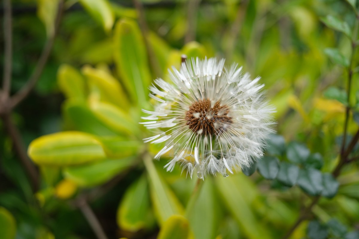 momochaaanmac's tweet photo. 💐
#花 #Flower
#X_Pro3 #fujifilm_xseries
#写真好きな人と繋がりたい https://t.co/CRHMEDeK9I