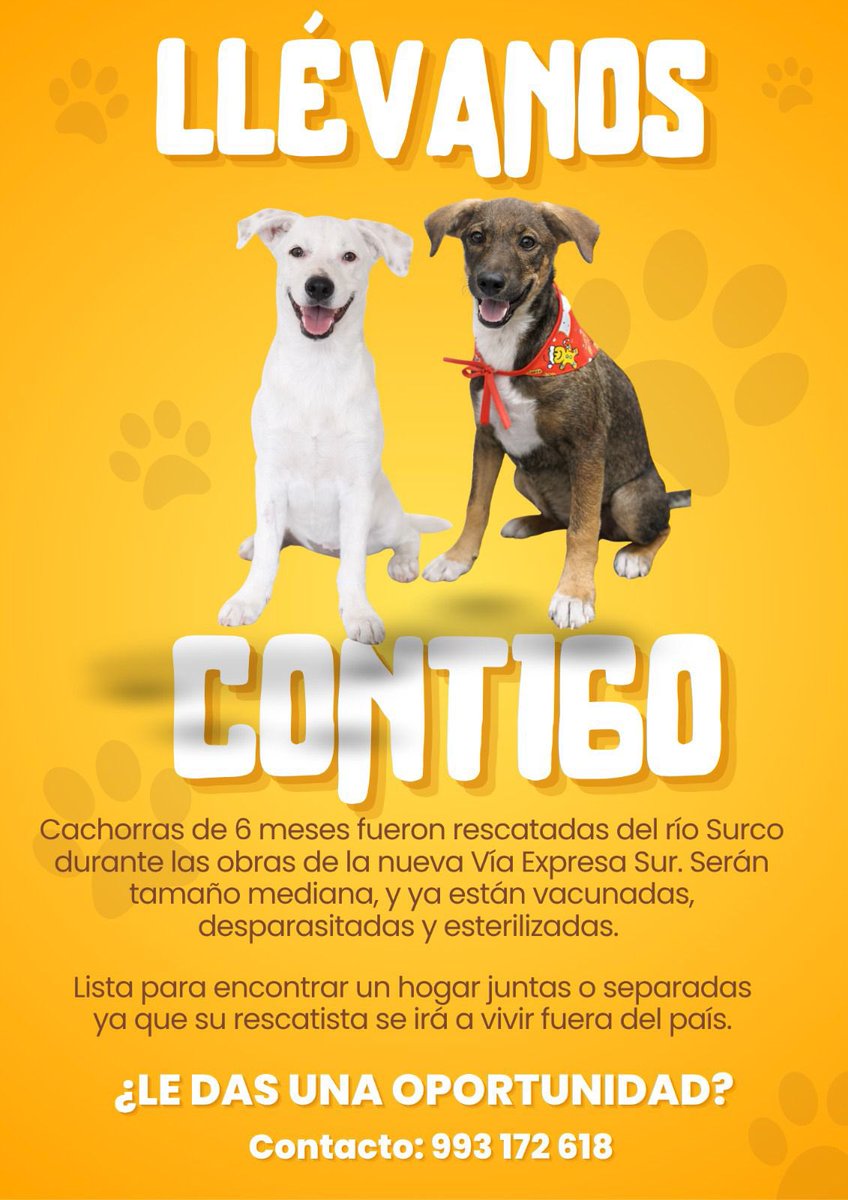 Pao Peralta 🐶 Rescatando Perritos 🇵🇪 tweet media