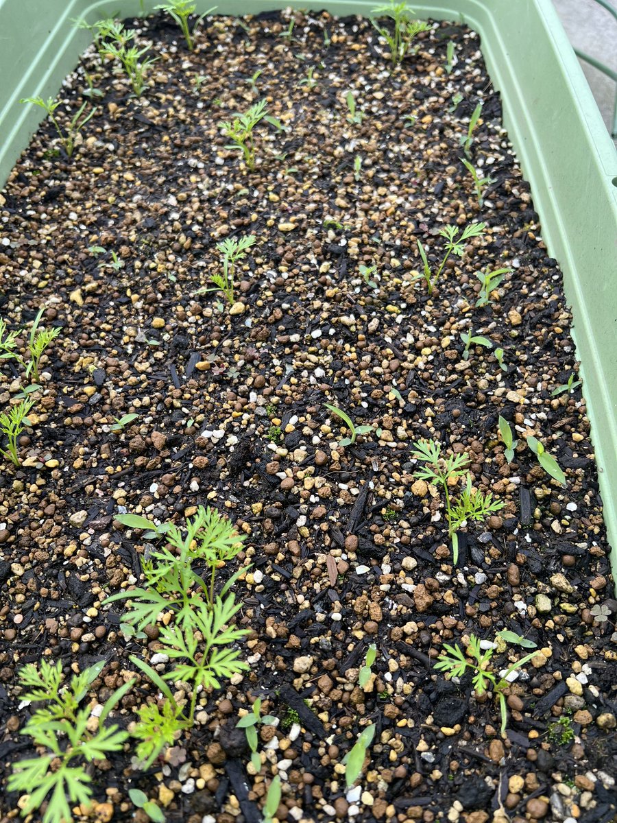 いきつぎ|個人開発|家庭菜園 tweet media