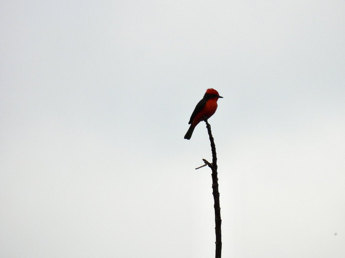 Xiomara Pulido tweet media