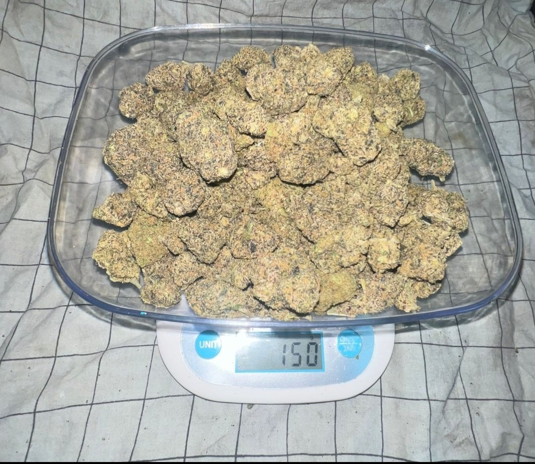 WQatar68364's tweet image. Whatsapp +923328939034
Available weed American hybrid delivery fast 
#Dubai 
#albrsha 
#AbuDhabiGP 
#Sharjah24 
#alqoz
#alnhda 
#diradubai 
#alkarama 
#Dip
#musaffa
Available all stuff all dubai delivery everytime fast 💯 fast time location 2g only for trust after payment 💖💯
