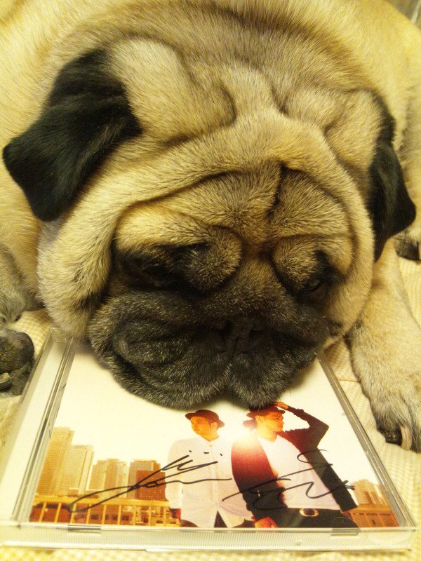 ほりどん tweet media