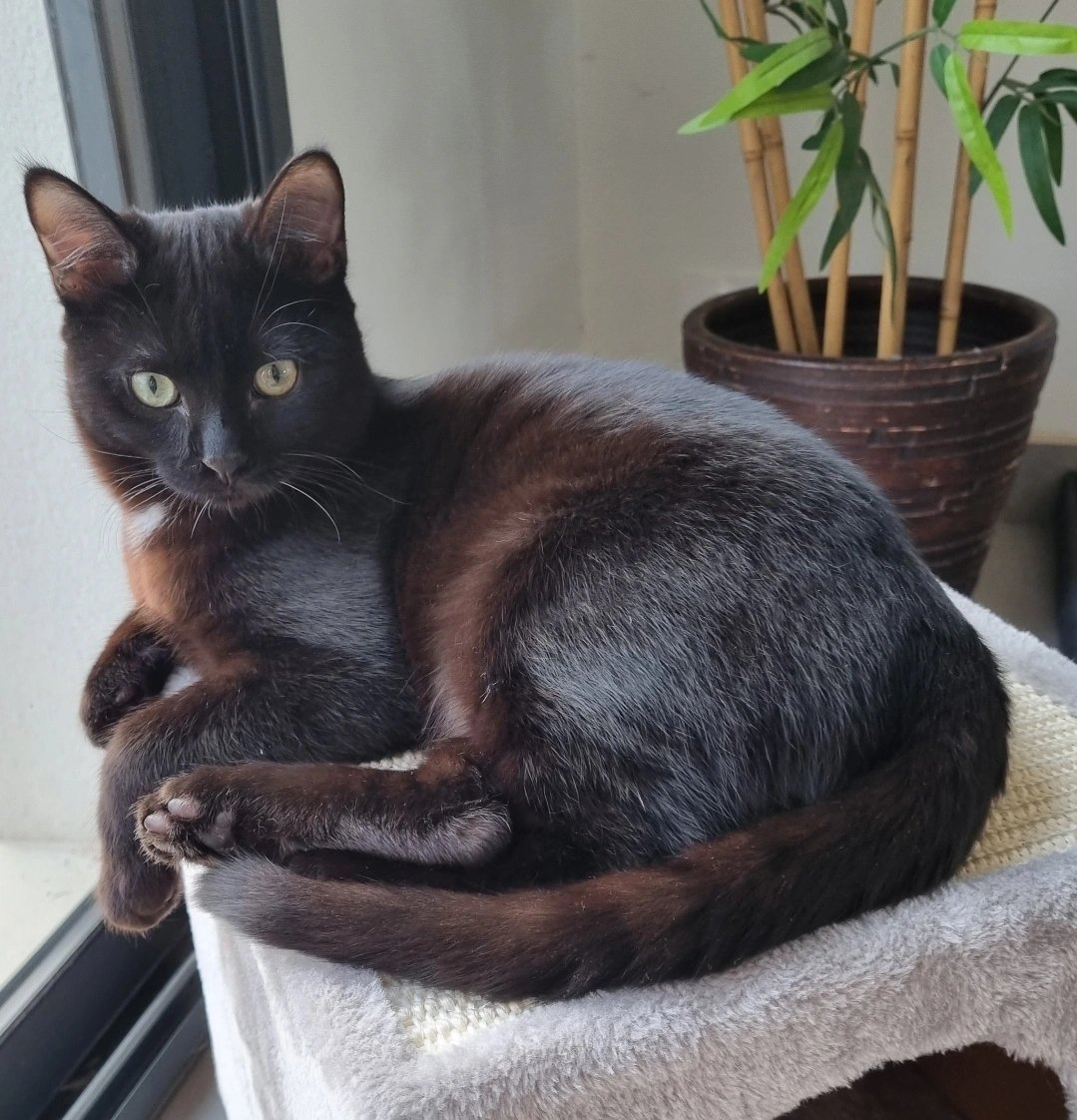 Twitter, mon chat s'est enfui de sa cage puis échappé de la voiture à l'entrée de Frouzins en Haute Garonne. J'ai posté une annonce sur internet. Je relaie ça ici. Il est noir aux yeux verts, avec une tâche blanche au niveau du cou. Nous sommes inconsolables. Rwanda appréciés.