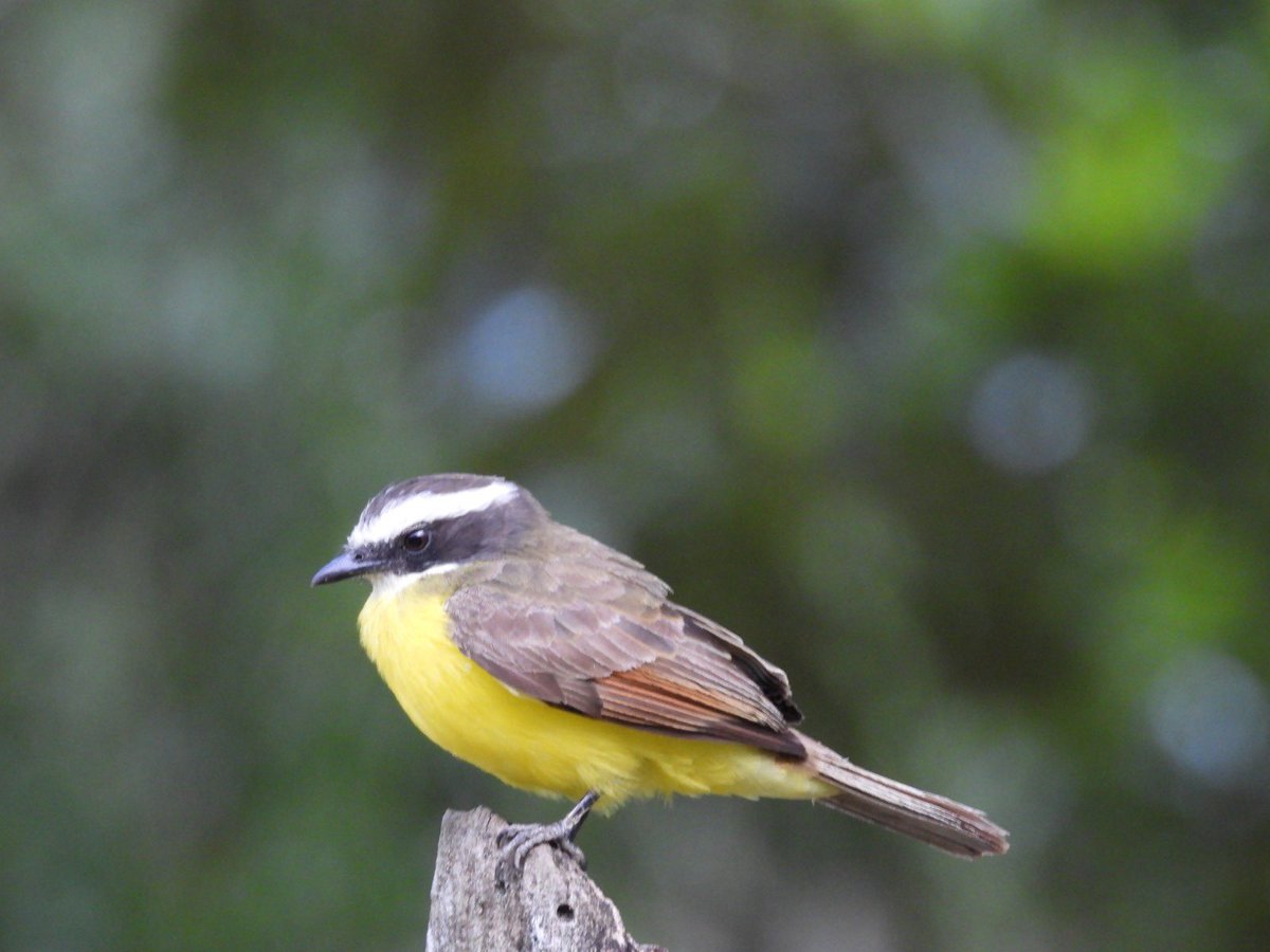 Xiomara Pulido tweet media