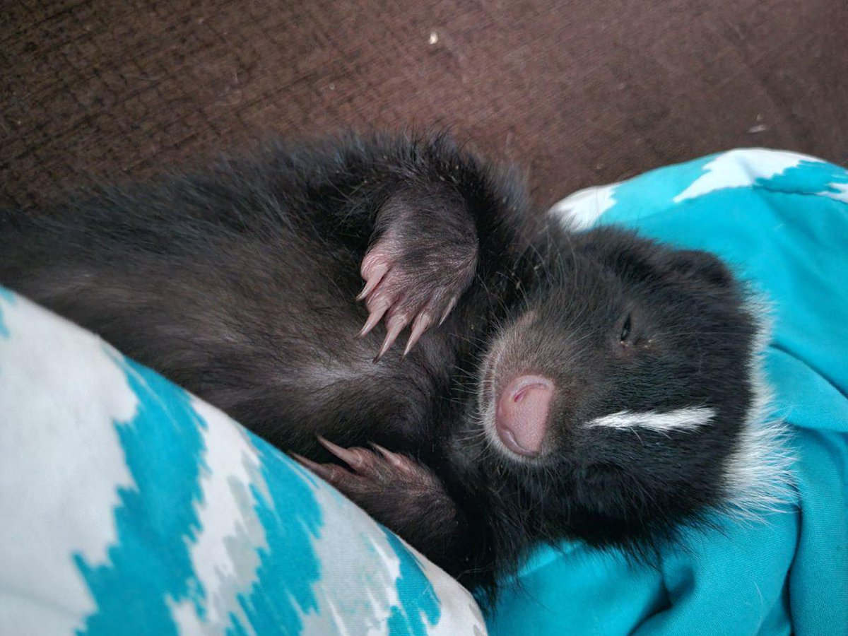 (112/230) 🦨 💤 
The legendary eepy skunky 
#skunk #skunks #skunkfurry #skunkart #furry #art #furryart