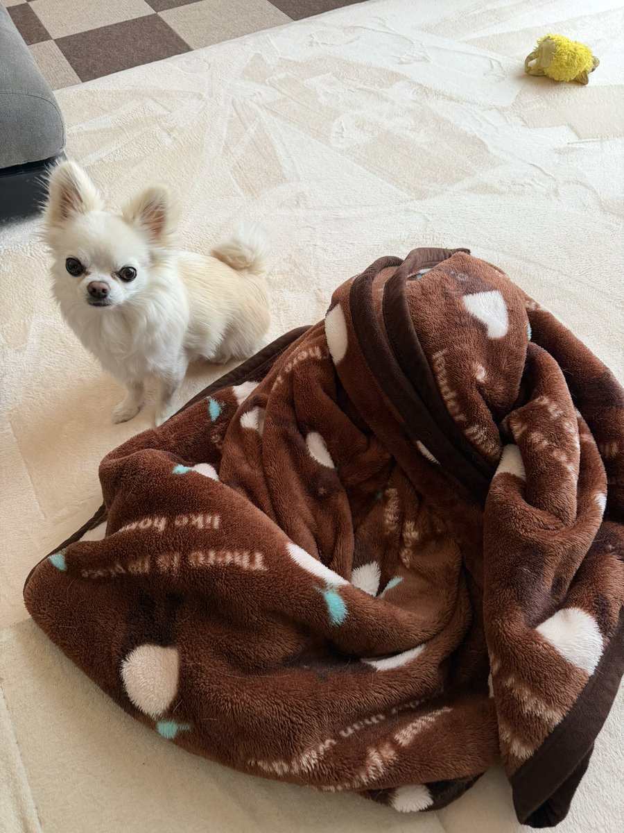 MUGIn_newtw's tweet photo. ムギのいた場所すぐわかる笑笑
#チワワ
#犬のいる暮らし
#朝活 https://t.co/VZ3ZC1CYAM