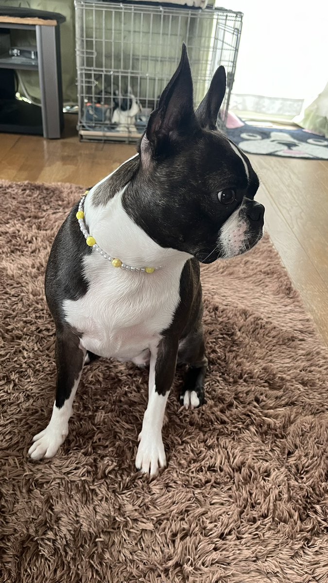 バリっ子ハッピー tweet media