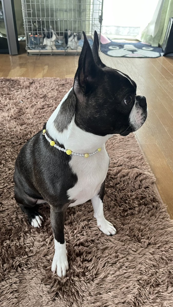 バリっ子ハッピー tweet media