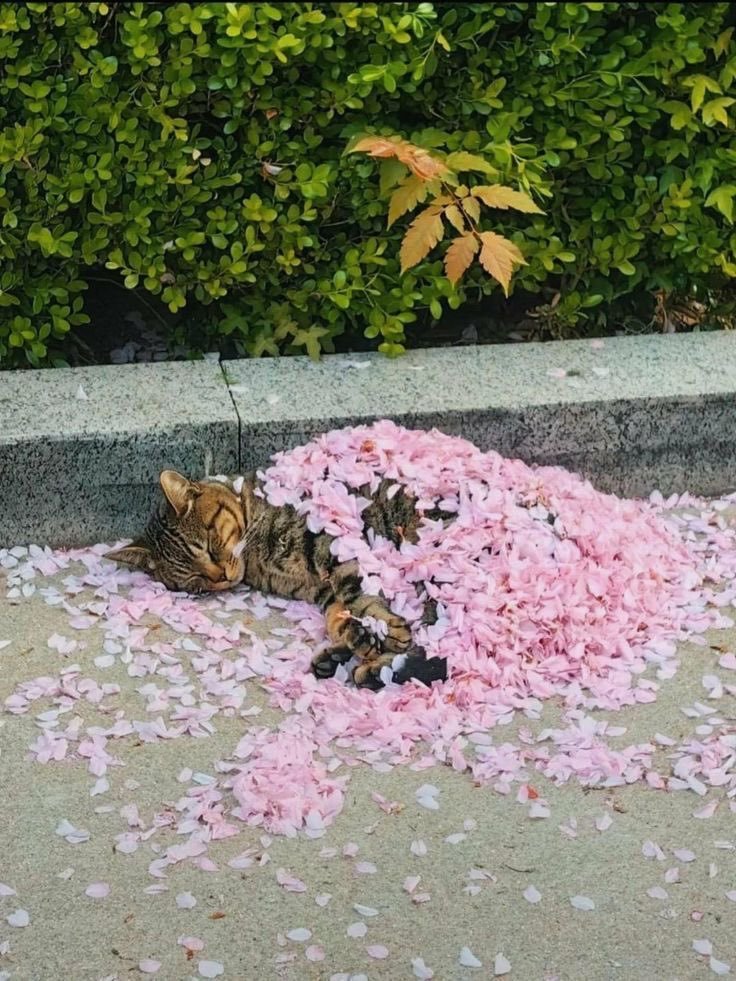 𝑒𝑙𝑦𝑟𝑎 tweet media