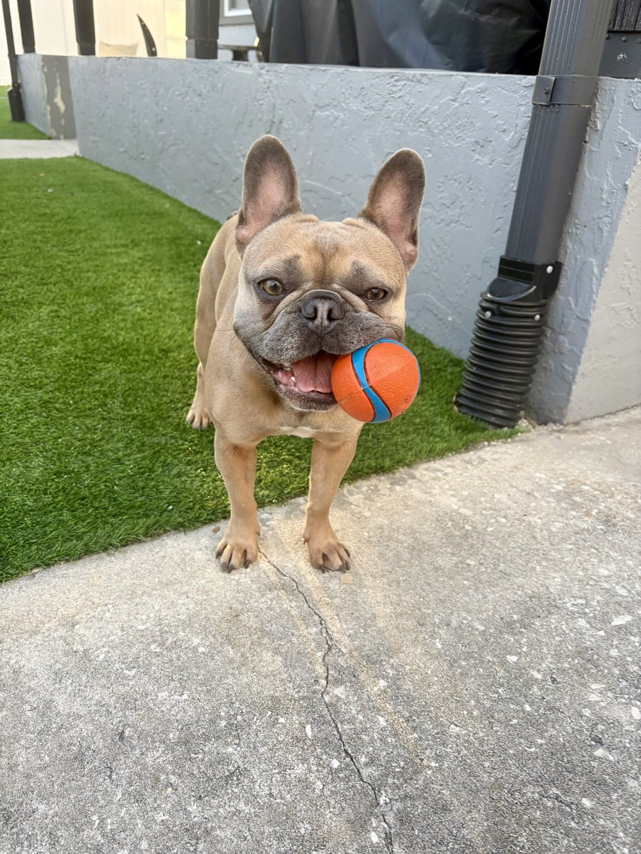 holc_xrp's tweet image. Locked in. Eyes forward. Ball secured. 🟠

That’s the $XRP mindset right now — utility in hand while the Clarity Act sets the rules of the game.

When regulation meets real-world use… it’s not a chase anymore, it’s a breakout. 🐾📈
#xrp #xrparmy #xrpfam #clarityact