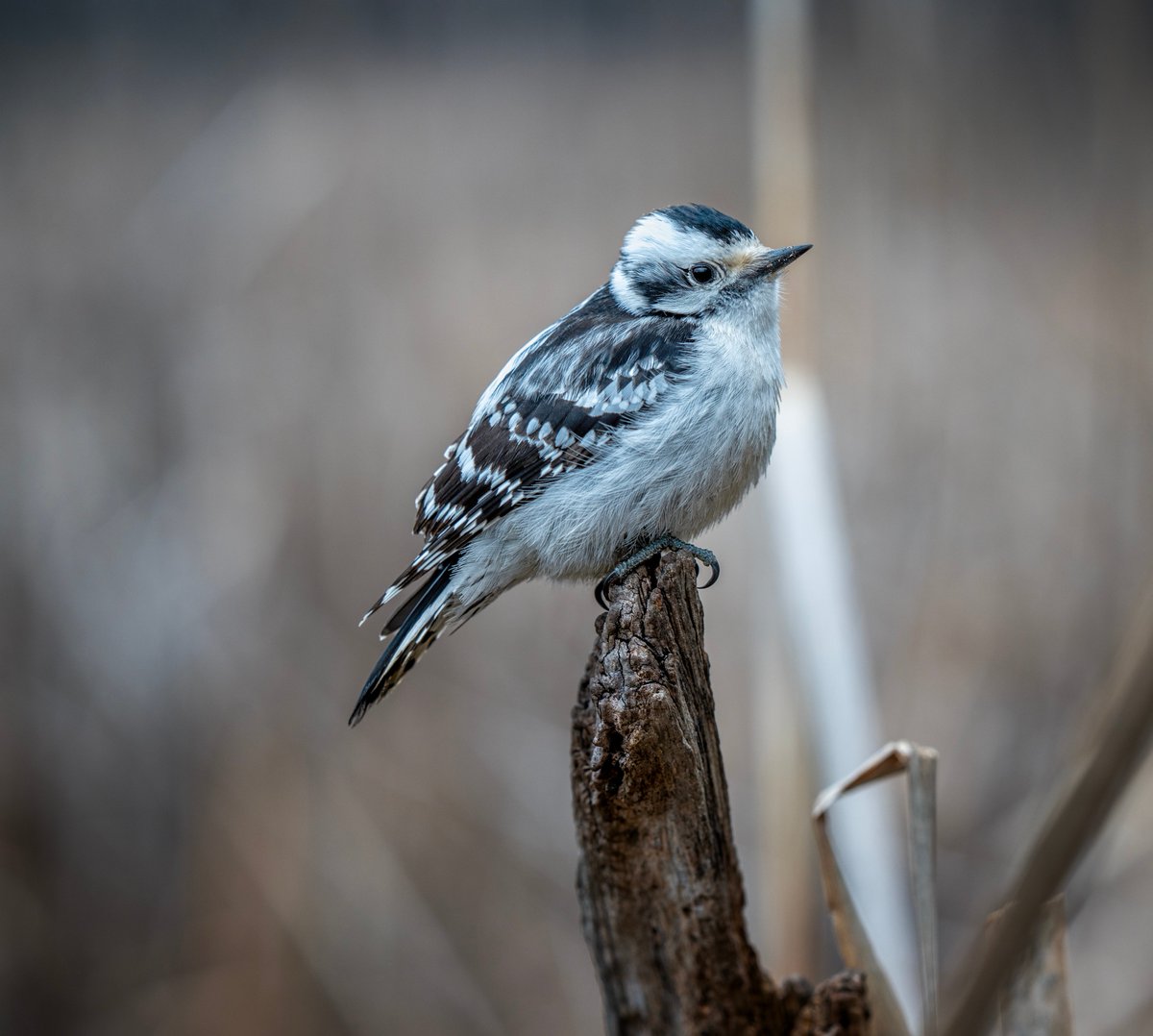 Jocelyn Anderson Photography tweet media