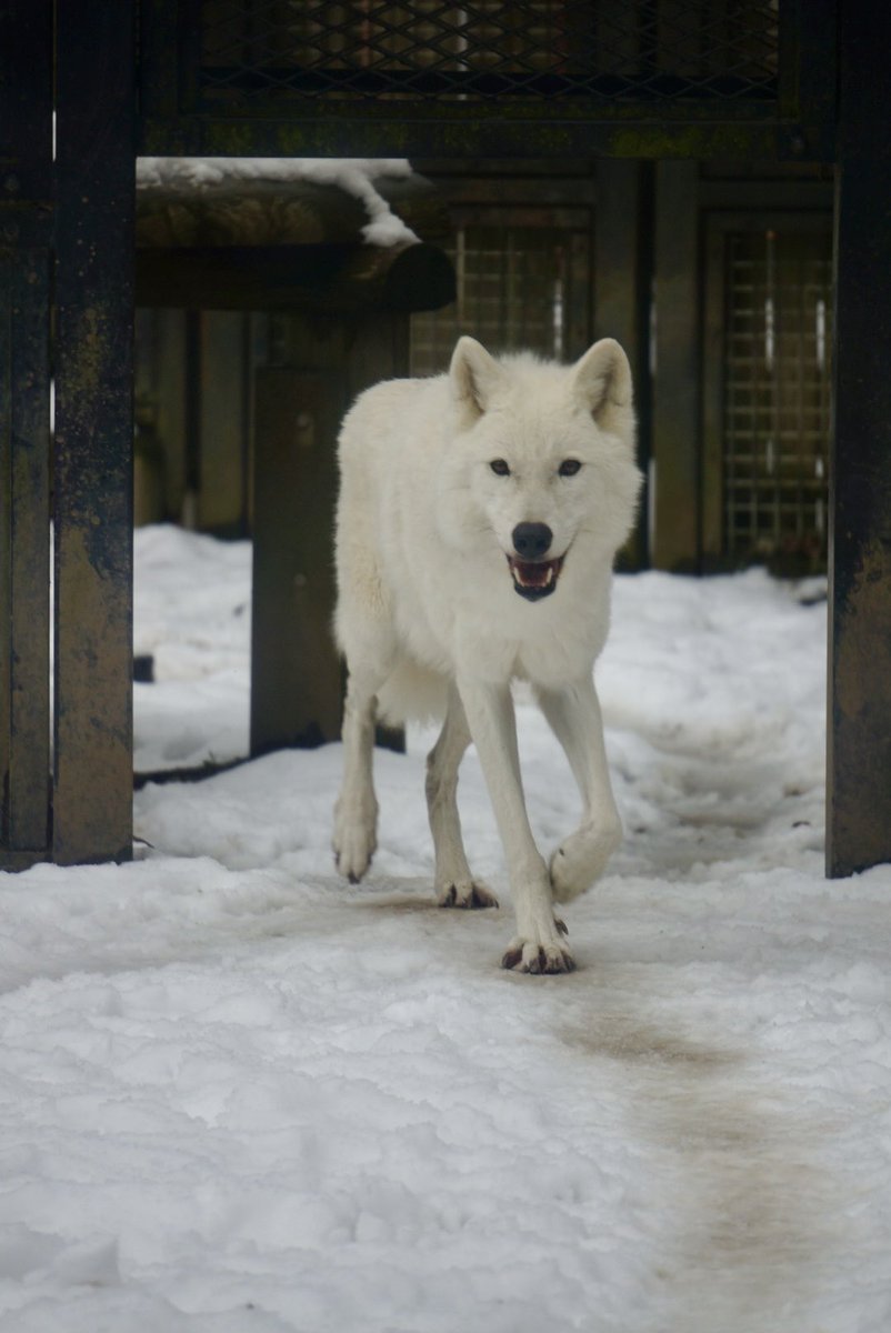 アフリカゾウ tweet media