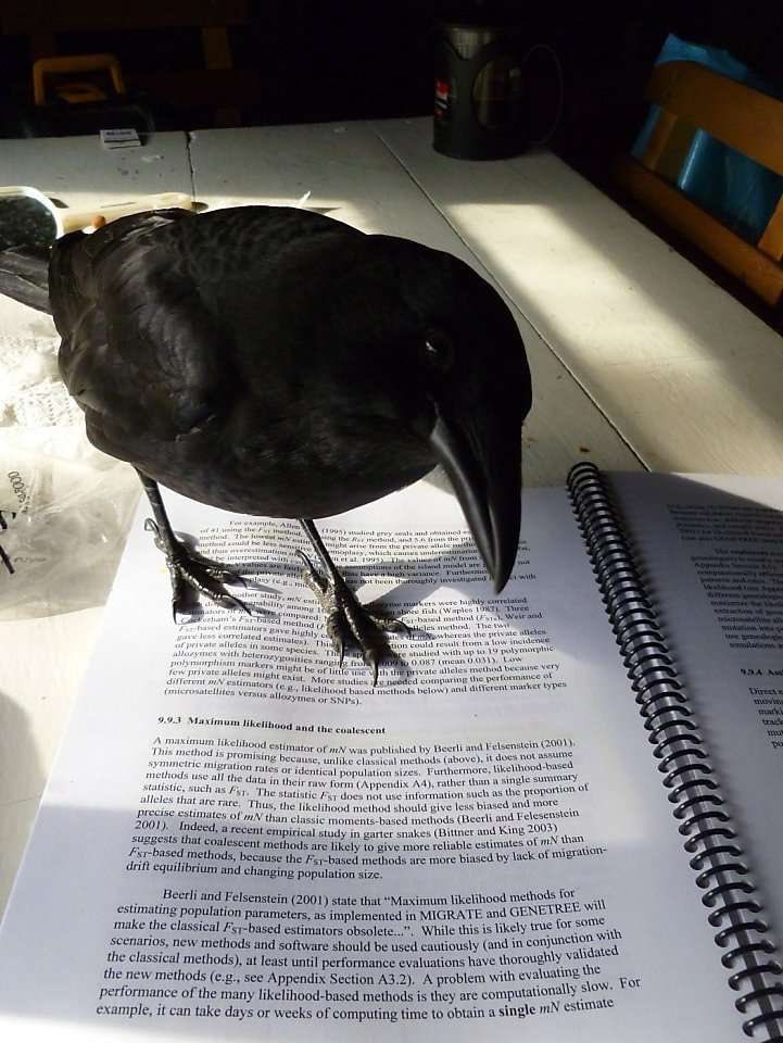 Sofiathex's tweet photo. Olha quem veio me visitar hoje!! O senhor CC https://t.co/u3xAb8qzGJ