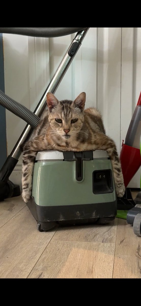 marythemedium's tweet photo. ⁦@mieleguide_⁩ tired of walking  just ride a Miele https://t.co/Ccpw8kxJMB