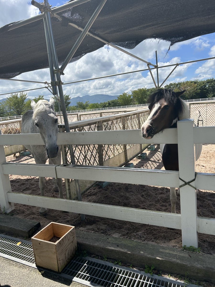 かつじパンダ tweet media