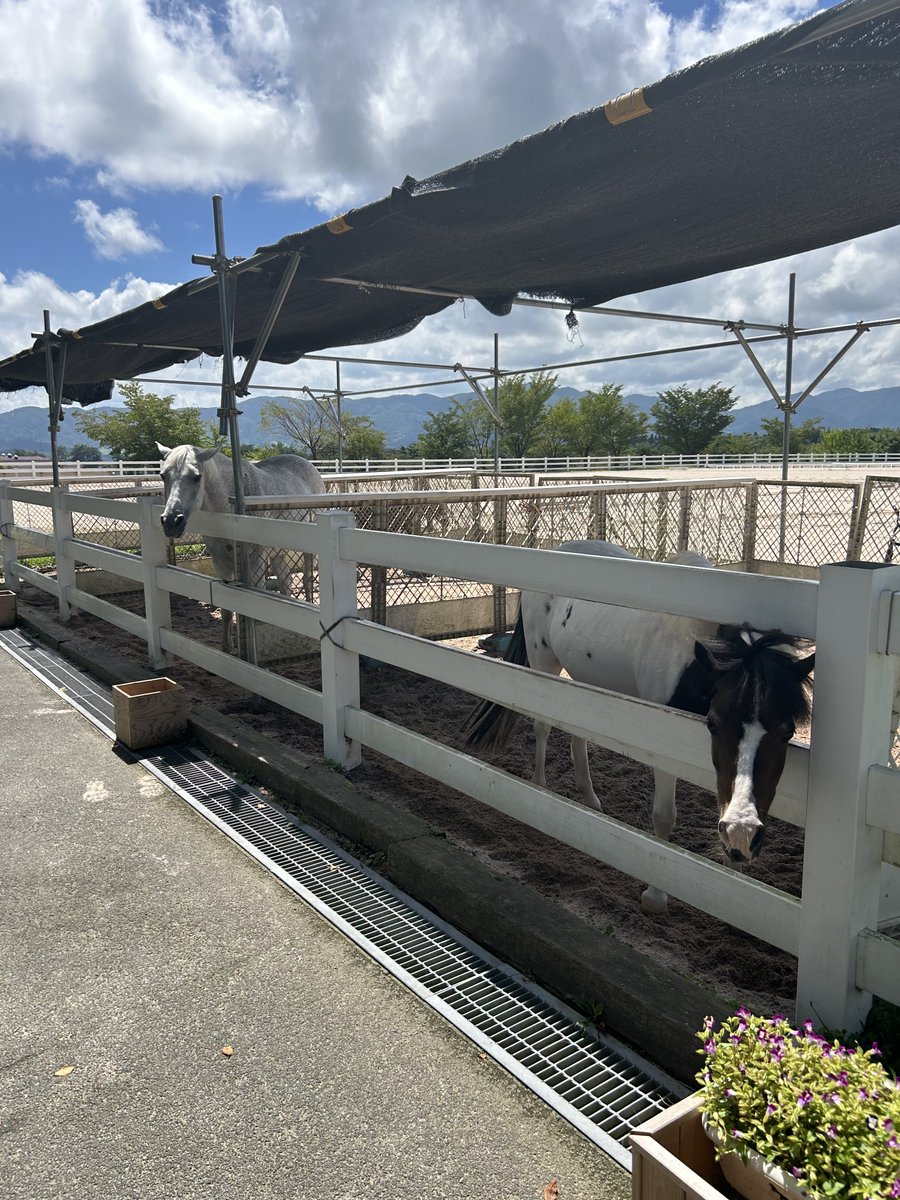 かつじパンダ tweet media