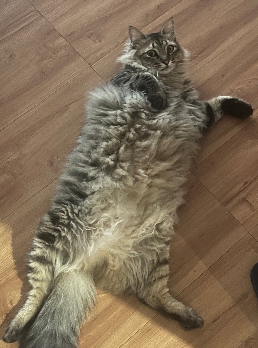 Krow Thornes 🗡️⌛ tweet media