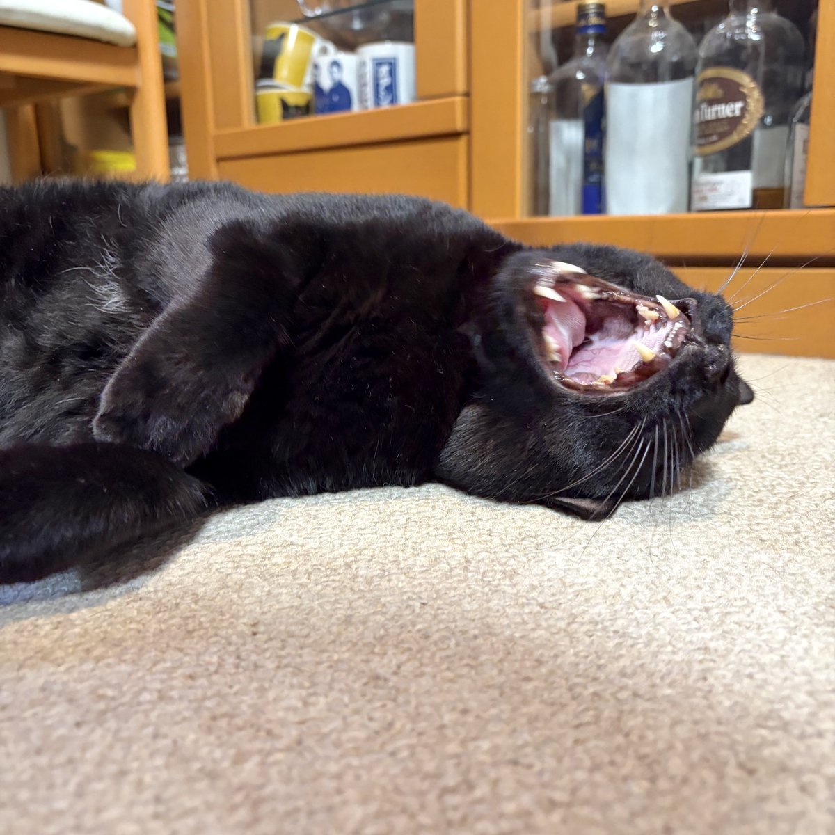 noco20260424

#ノコフォト #黒猫 #blackcat