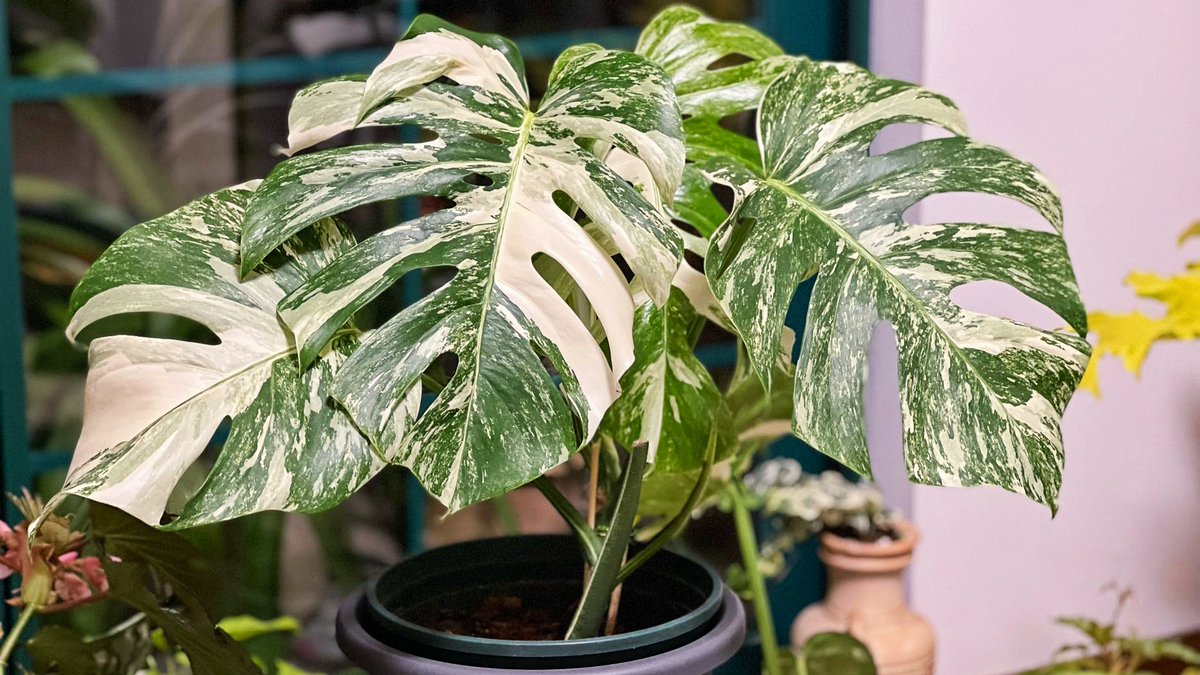 Алексей Куликов tweet media